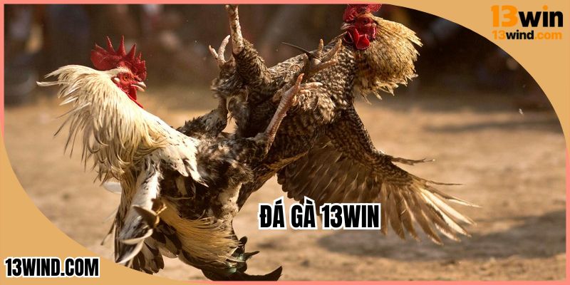 Đá Gà 13WIN - Tận Hưởng Màn Thi Đấu Gà Chọi Bất Bại