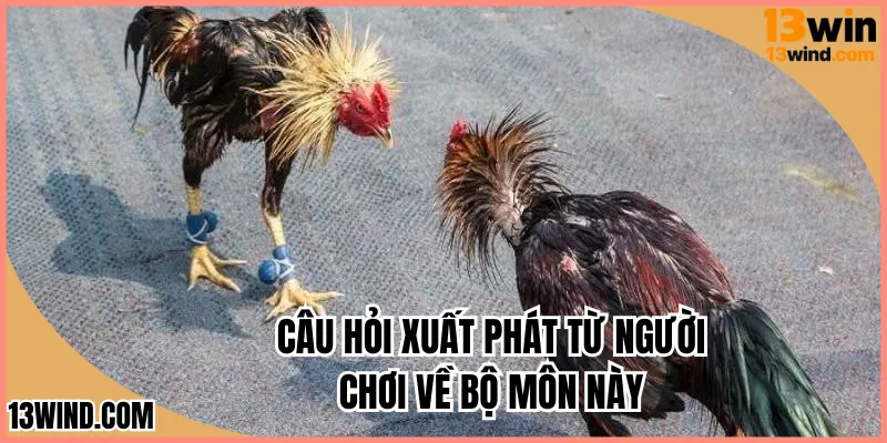 Câu hỏi xuất phát từ người chơi về bộ môn này