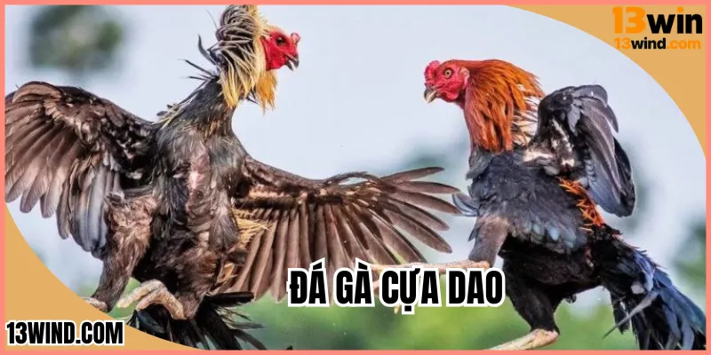 Đá Gà Cựa Dao 13WIN - Loại Hình Giải Trí Được Yêu Thích Nhất