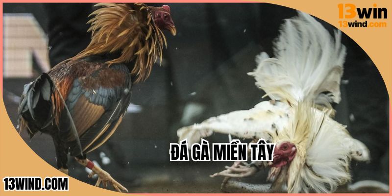 Đá Gà Miền Tây - Tận Hưởng Truyền Thống Miền Sông Nước