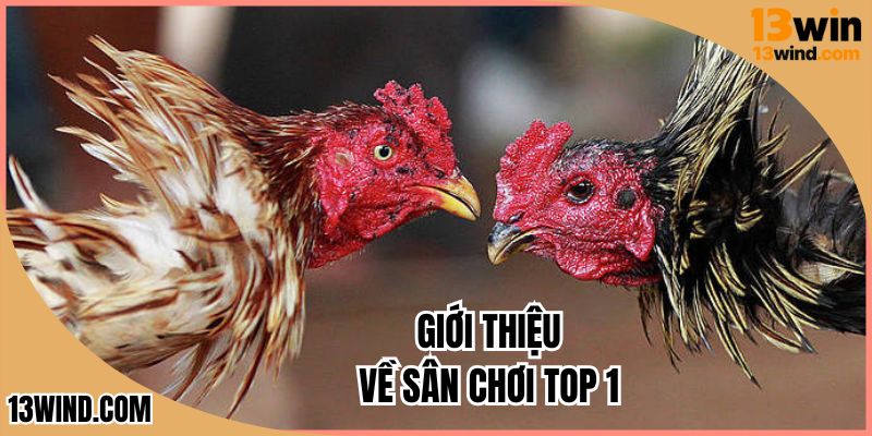 Giới thiệu về danh mục sản phẩm hot hit nhất đơn vị