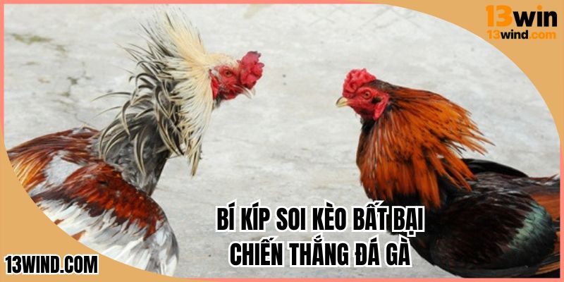 Mẹo soi cầu bất bại chiến thắng đá gà miền tây nhanh chóng